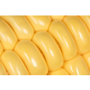 A kukorica szemtermésein megfigyelhetők a bibeszálak (bajusz) maradványai