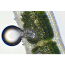 Fénymikroszkópos kép a leander levélkeresztmetszetéről. Az egyrétegű epidermisz alatt kétrétegű hipodermisz található. Ezt oszlopos, szivacsos, majd újra oszlopos klorenchima követi. A szivacsos klorenchima körülveszi a szállítónyalábokat, amelyeket nyaláb hüvely övez. A gázcserenyílások szőrökkel borított sztómakriptákban helyezkednek el