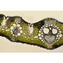 A nád (Phragmites australis) levélkeresztmetszetének fénymikroszkópos képe. A nád színi és fonáki bőrszövetében egyaránt találhatók gázcserenyílások. A levél színének jellegzetes képződményei az ízületi sejtek, amelyek a levéllemez kiterülését és besodródását teszik lehetővé. A levélközépi parenchima homogén felépítésű, benne kettős nyalábhüvellyel borított szállítónyalábok futnak. A farészben felismerhetők a tág vízszállító csövek és a szűk vízszállító sejtek