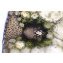 Kukorica szállítónyaláb-keresztmetszetének fénymikroszkópos képe. A növény a fotoszintézisnek az úgynevezett C4-es típusát végzi, ami a levélkeresztmetszetének jellegzetes szerkezetén is tükröződik
