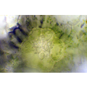 Kukorica szállítónyaláb-keresztmetszetének fénymikroszkópos képe