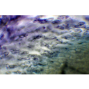 Toluidinkékkel megfestett gyökérsüvegmetszet fénymikroszkópos képe