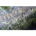 Kukorica gyökércsúcsának fénymikroszkópos képe
