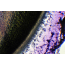 A gyökércsúcs gyökérsüveggel fedett részének mikroszkópos képe