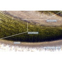 A gyökércsúcs szöveti tagolódás fénymikroszkópos képen