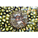 Lucfenyő tűlevél-keresztmetszetének fénymikroszkópos képe