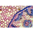 A gyöngyvirág rizóma keresztmetszete, toluidinkékkel megfestett preparátum fénymikroszkópos képe