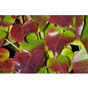 Tapadó vadszőlő (Parthenocissus quinquefolia) antociántól pirosló őszi levelei
