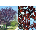 Vérszilvafa (Prunus cerasifera ’Woodii’) és leveles ága