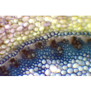 Sárkányfa toluidinkékkel megfestett gyökérkeresztmetszet-részletének fénymikroszkópos képe