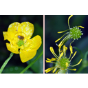 Réti boglárka (Ranunculus acris) virága és fejlődő termései