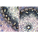 A sárkányfa toluidinkékkel megfestett gyökérkeresztmetszetének fénymikroszkópos képei