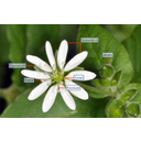 Tyúkhúr (Stellaria media) sugaras szimmetriájú virága