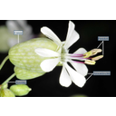 Habszegfű (Silene vulgaris) sugaras szimmetriájú virága