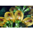 Sárga árvacsalán (Lamiastrum galeobdolon) virágai