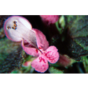 Foltos árvacsalán (Lamium maculatum) virága