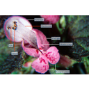 Foltos árvacsalán (Lamium maculatum) virága