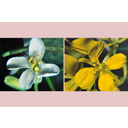 Kányazsombor (Alliaria petiolata) és vadrepce (Sinapis arvensis) virágában keresztben állnak a virágrészek