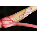 A keserűfű (Polygonum) pálhakürtője alól előbújik a növény virágzata