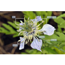 A kandilla (Nigella arvensis) virágában a csészelevelek megszínesedve sziromszerű képződményekké, az eredeti sziromlevelek pedig mézfejtőkké alakultak