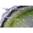 A filodendron gyökérburkának rétegei