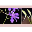 A mezei szarkaláb (Consolida regalis) virágában öt kék színű csésze- és két kék sziromlevél van. A felső csészelevél sarkantyút visel