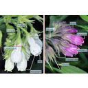 Fekete nadálytő (Symphytum offi cinale) fehér és lila virágú hajtásrészlete