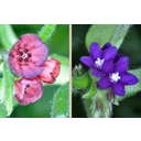 Közönséges ebnyelvűfű (Cynoglossum officinale) és orvosi atracél (Anchusa offi cinalis) mellékpártás virágai
