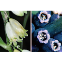 Orvosi salamonpecsét (Polygonatum odoratum) és fürtös gyöngyike (Muscari racemosum) virágai