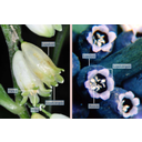 Orvosi salamonpecsét (Polygonatum odoratum) és fürtös gyöngyike (Muscari racemosum) virágai