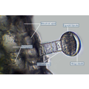 Muskátli rövid nyelű mirigyszőrének fénymikroszkópos képe