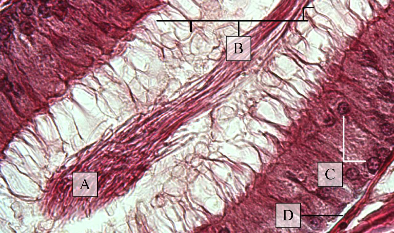 A mellékhere csatornácskáit bélelő sztereociliumos, többmagsoros hengerhám (H-E, Molnár Kinga metszete)