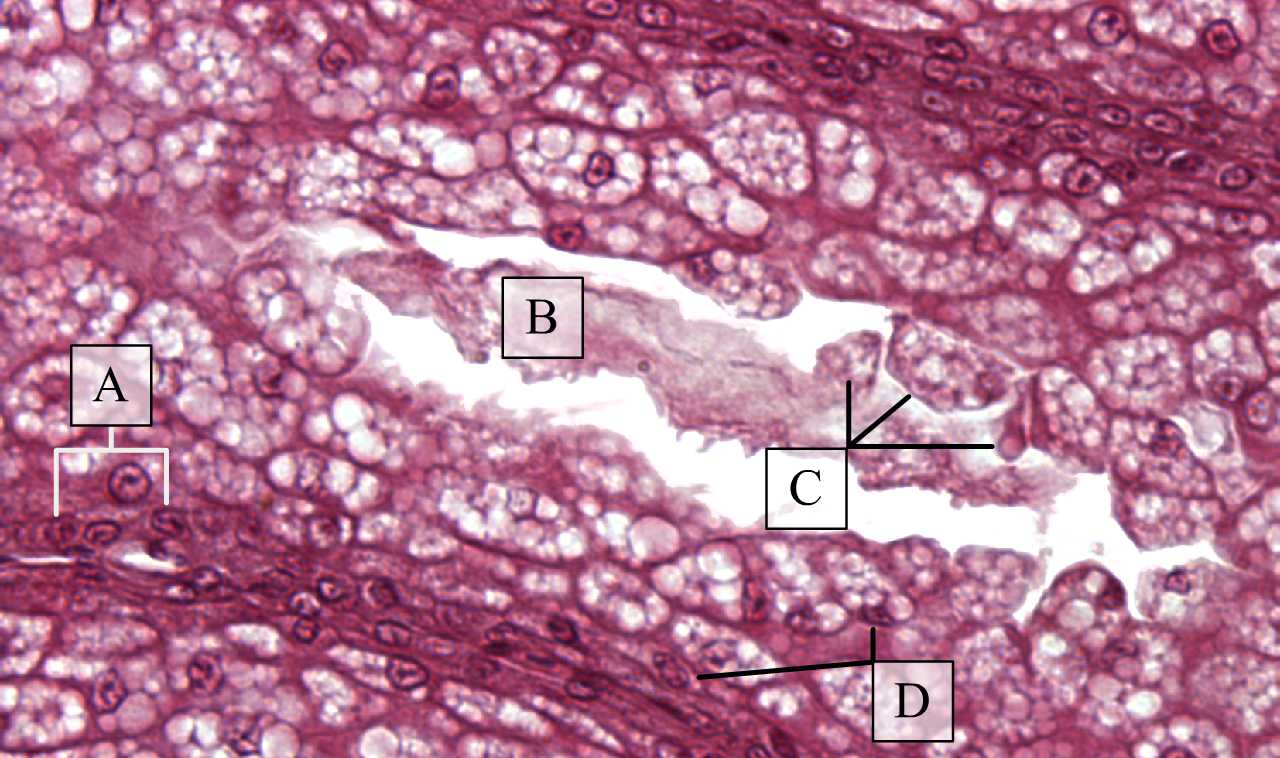 Farkcsíkmirigy végkamrájának sejtjei nagy nagyításon (H-E)