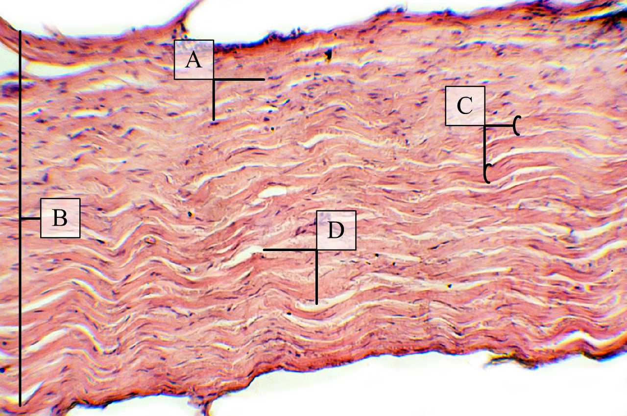 Nagy mennyiségű kollagén rost gerinces bőr alsó (bőralja) rétegében (H-E)