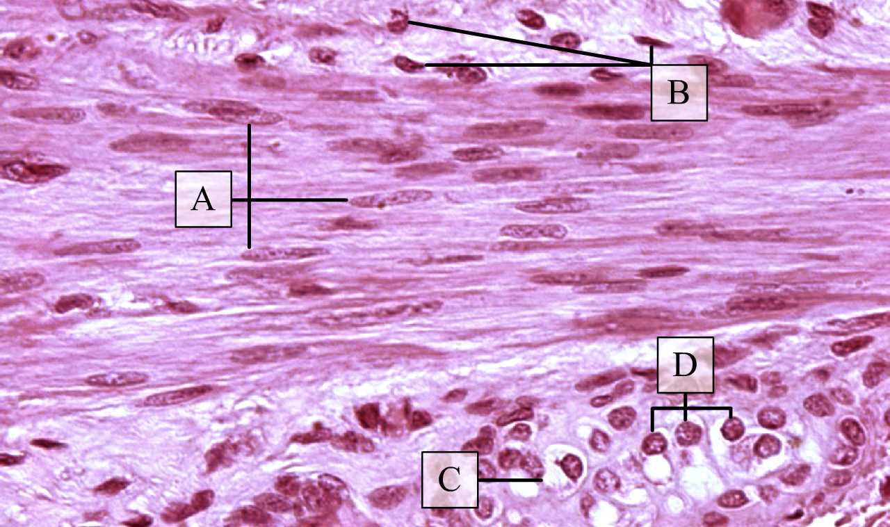 Sejtek és sejtmagok elrendeződése simaizomszövetben nagy nagyításon (H-E, Molnár Kinga és Zboray Géza metszete)