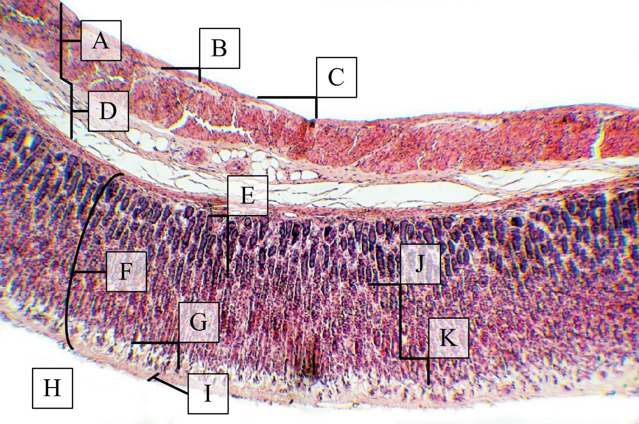 Emlősgyomor rétegei (hosszmetszet, patkány, H-E)