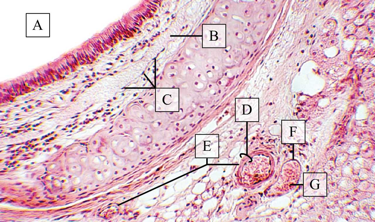 Kis véna és artéria légcső falában (patkány) (H-E, Zboray Géza metszete)
